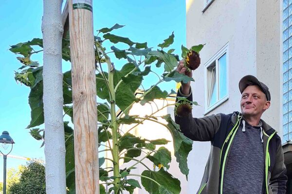 Ein Foto, das eine Person zeigt, die sich um die Baumscheiben kümmert, um die städtische Grünfläche in Düsseldorf zu verbessern.