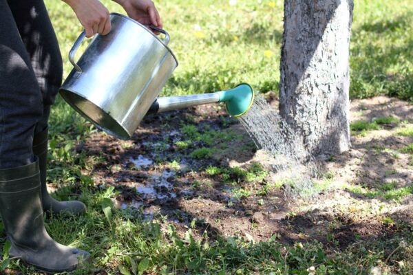 Eine Person gießt mit einer Gießkanne einen Baum, um dessen Pflege und Bewässerung sicherzustellen.